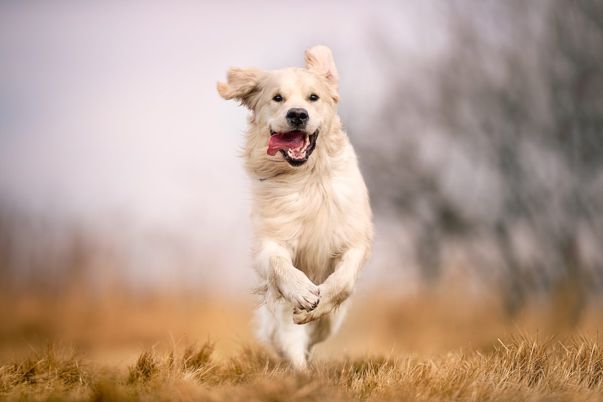 Golden Retriever läuft über eine herbstliche Wiese auf die Kamera zu